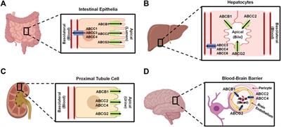 Efflux ABC transporters in drug disposition and their posttranscriptional gene regulation by microRNAs